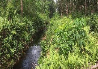 Integrating Remote Sensing Images and Public Administrative Data for Monitoring Deforestation of Tropical Peatland